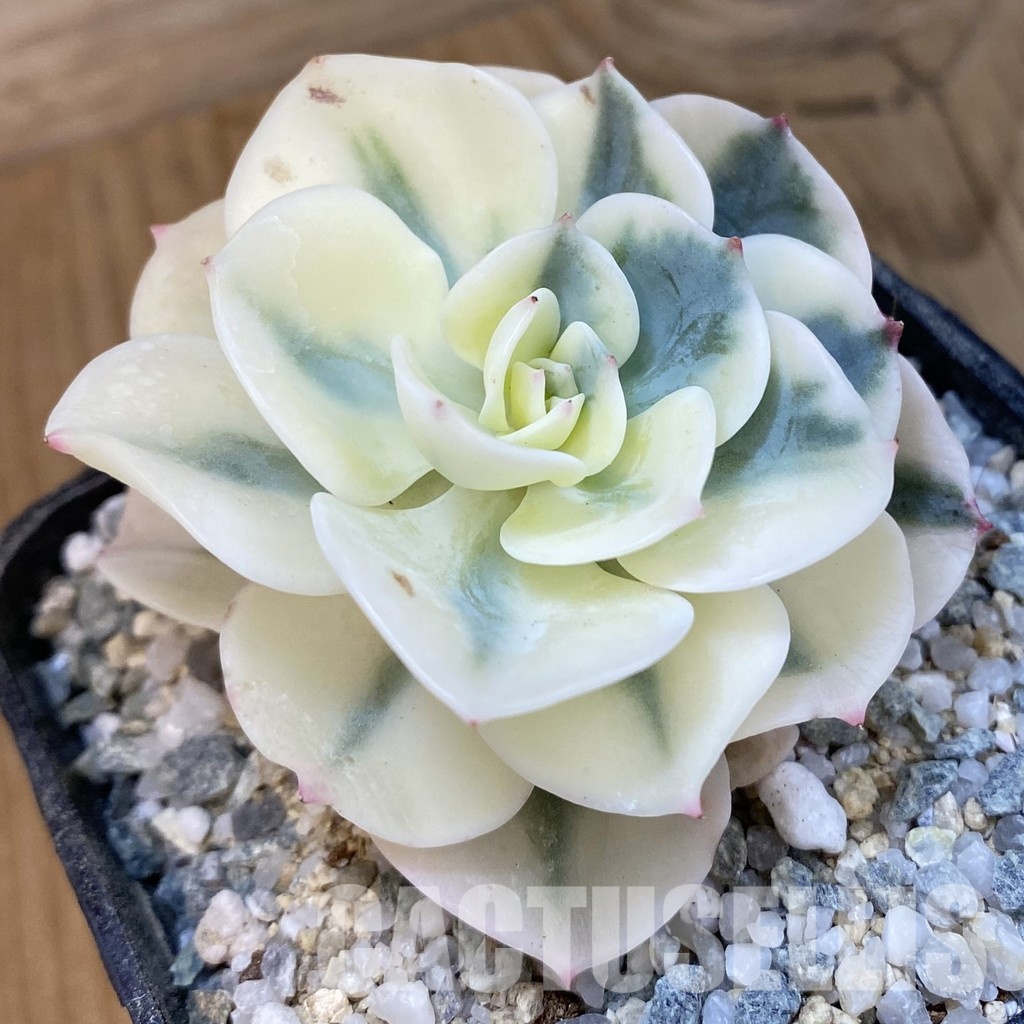 SH33116 Echeveria ‘Elegans’ f. variegata