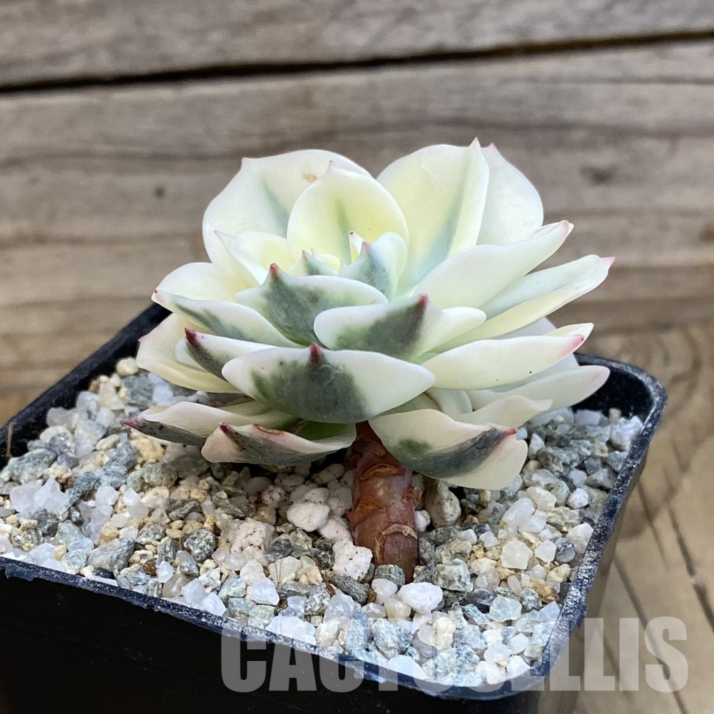 SH33116 Echeveria ‘Elegans’ f. variegata - Image 2