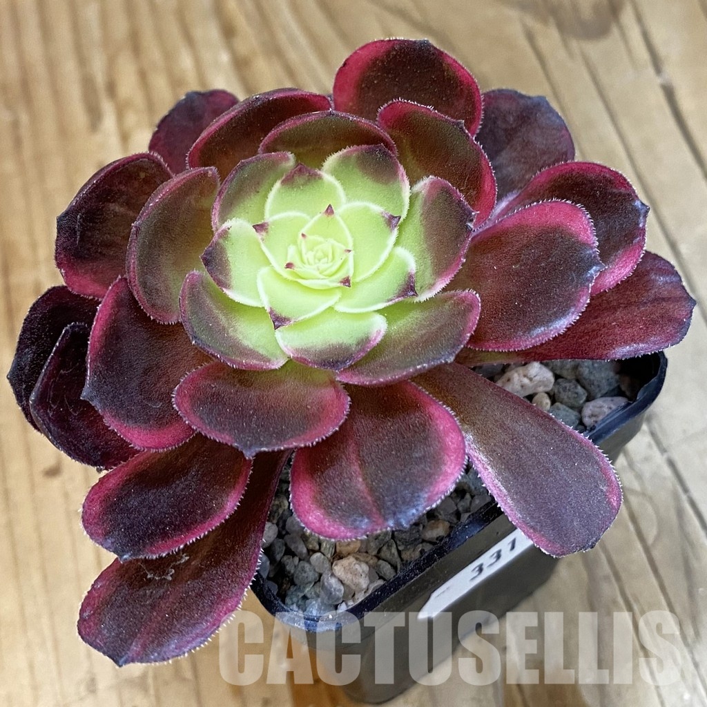 SH33119 Aeonium ‘Black Poseidon’