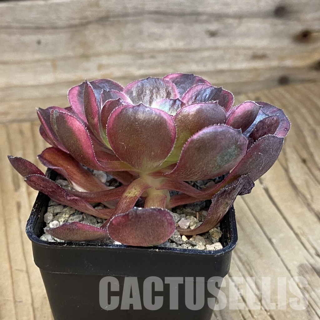 SH33119 Aeonium ‘Black Poseidon’ - Image 2