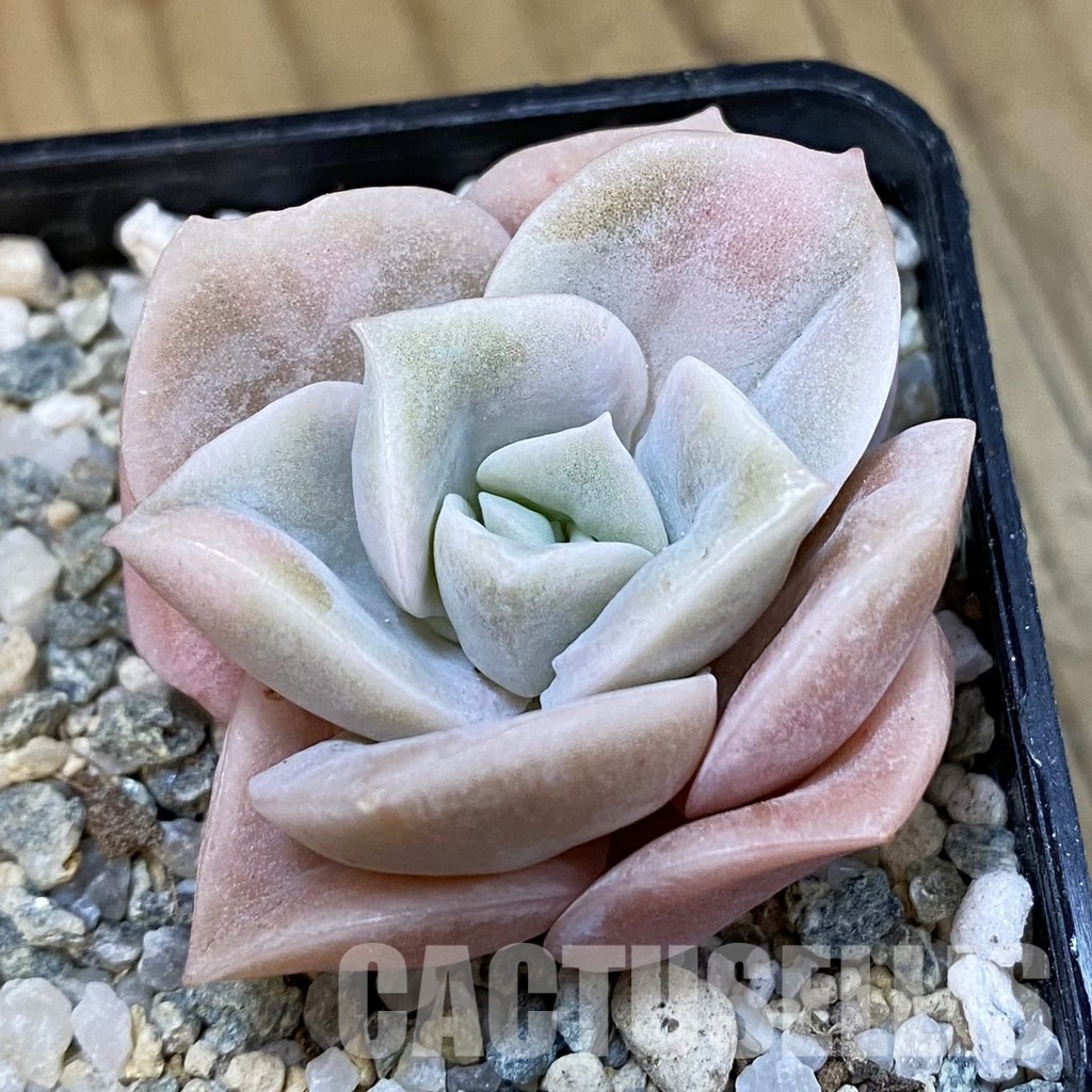 SH33121 Echeveria 'Lovely Rose' white color f. variegata