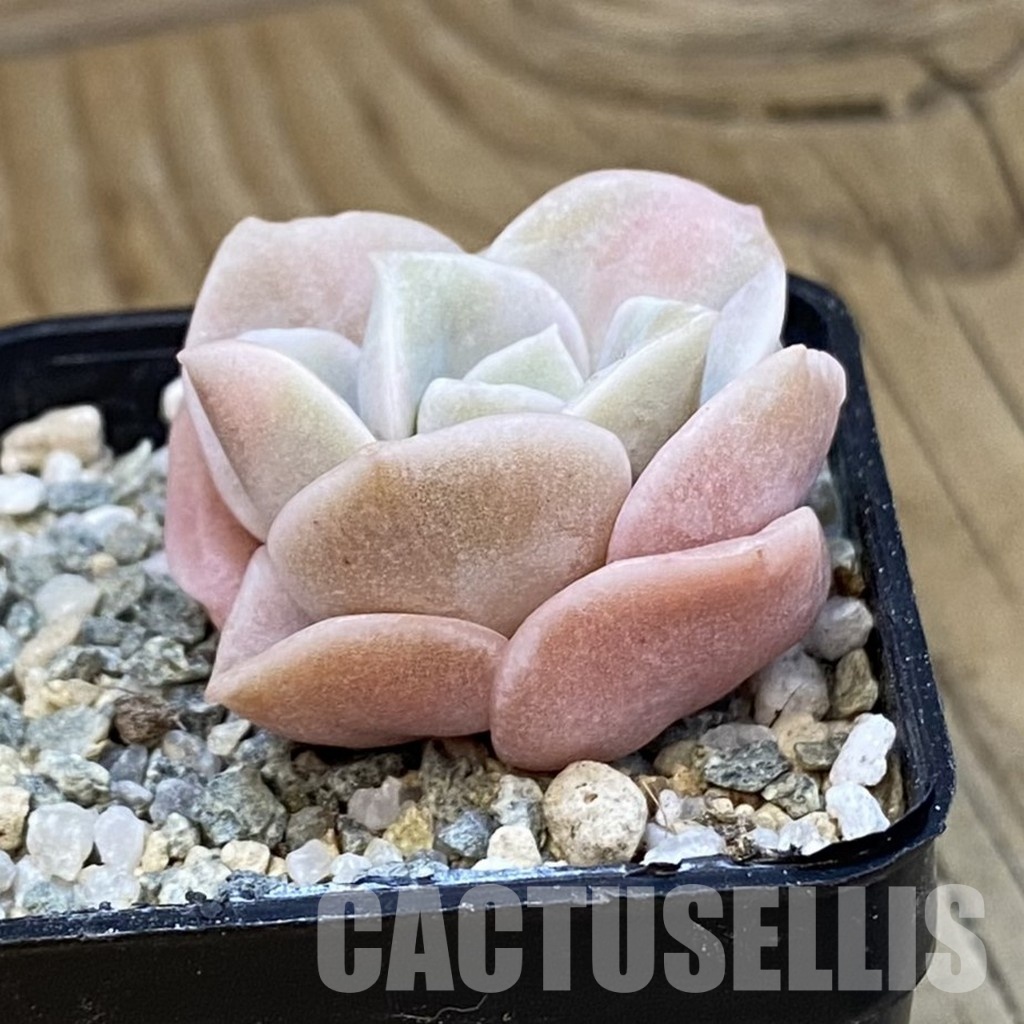 SH33121 Echeveria 'Lovely Rose' white color f. variegata - Image 2