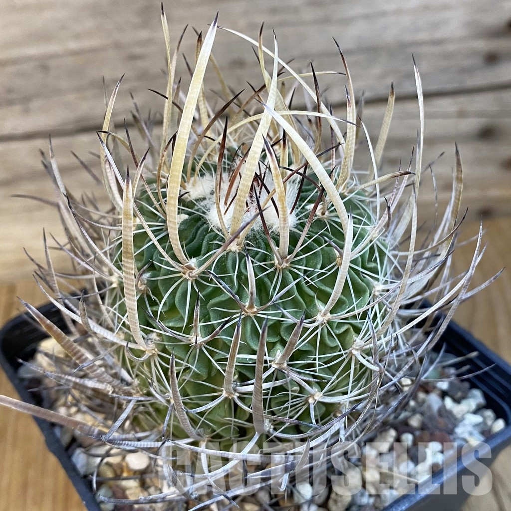 SH33071 Echinofossulocactus zacatecasensis CB 011075, 10 years old