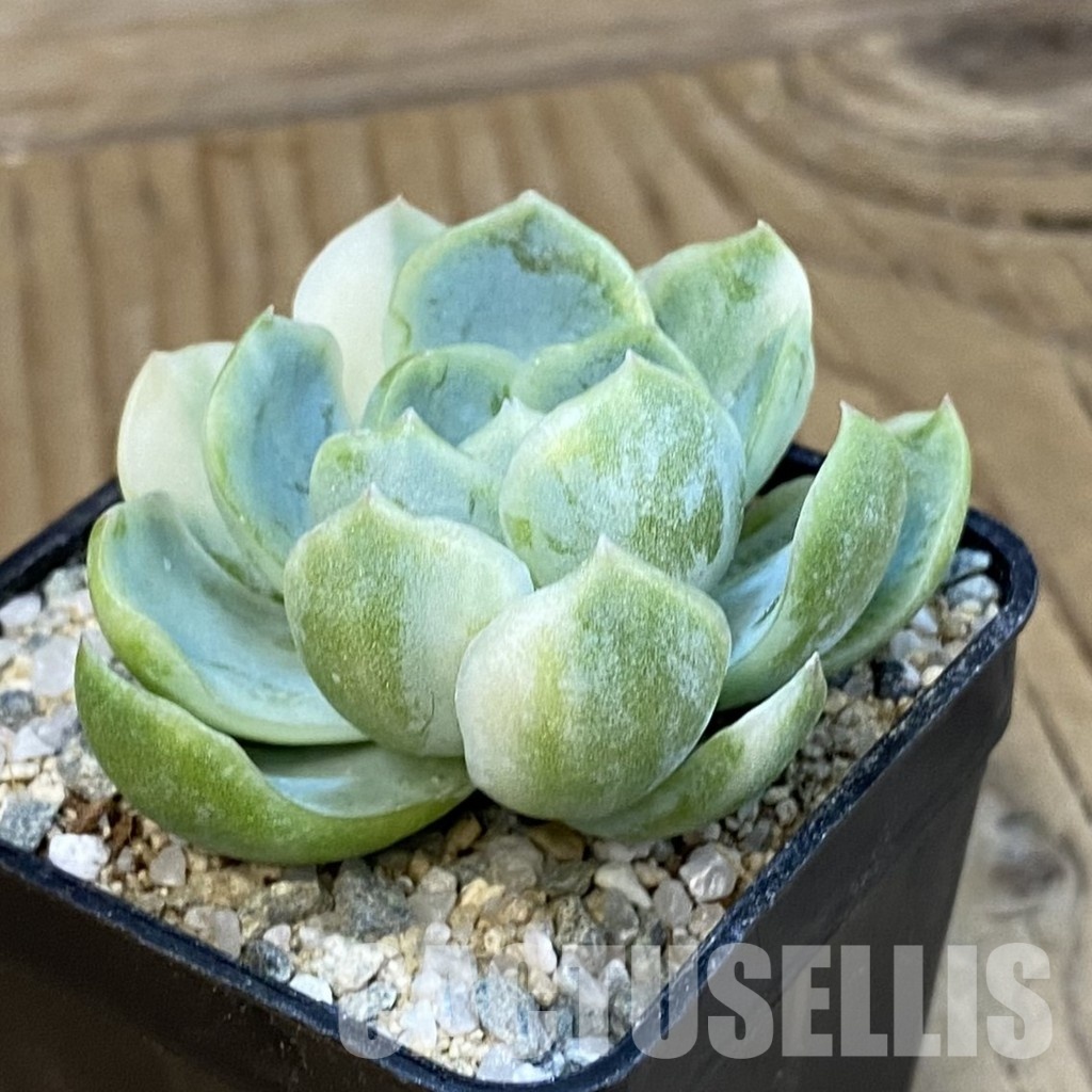 SH33124 Echeveria ‘Berry’ f. variegata - Image 2