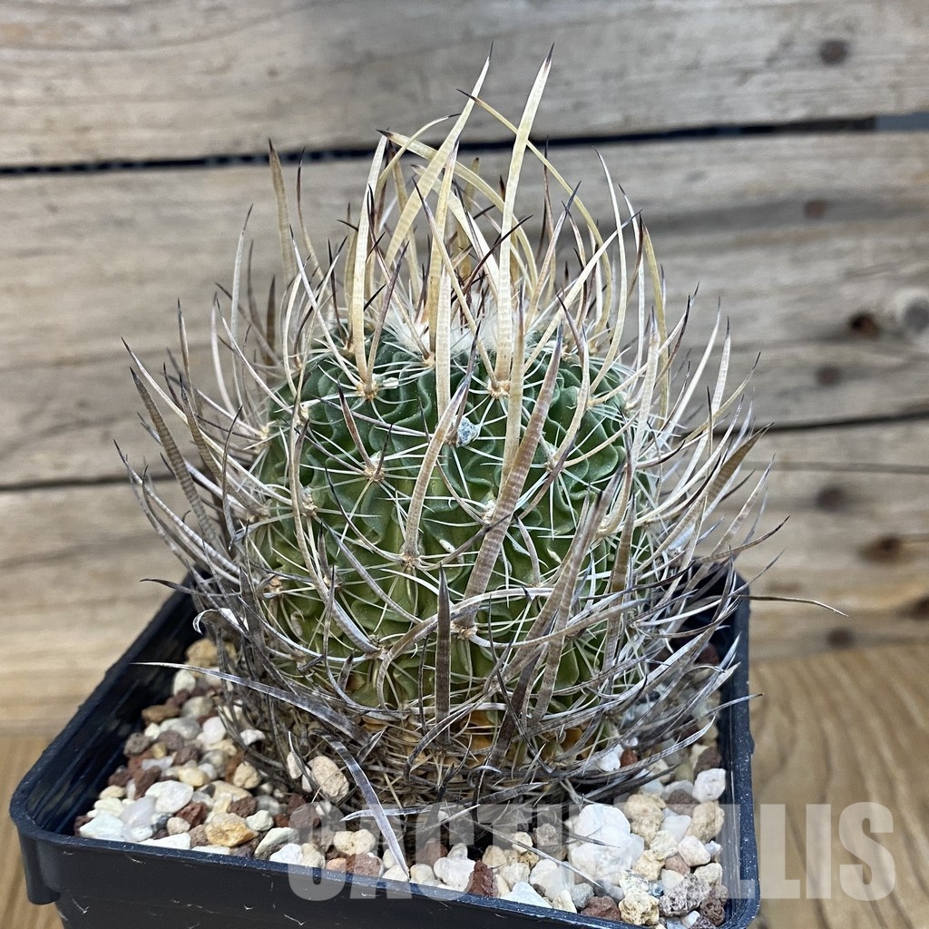 SH33071 Echinofossulocactus zacatecasensis CB 011075, 10 years old - Image 2