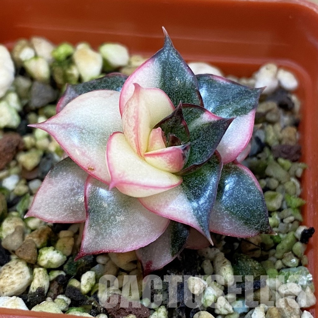 SH33126 Echeveria purpusorum f. variegata - Image 2