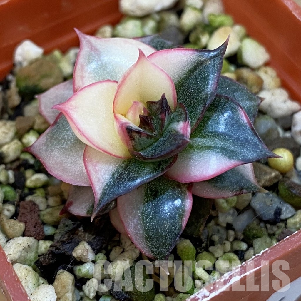 SH33126 Echeveria purpusorum f. variegata