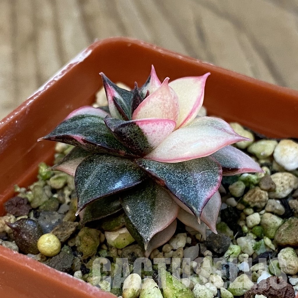 SH33126 Echeveria purpusorum f. variegata - Image 3