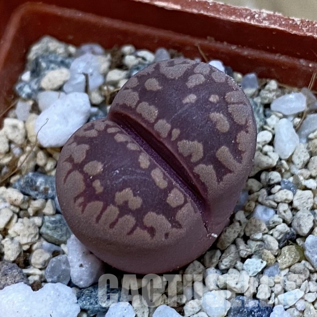 SH33131 Lithops otzeniana 'Cesky Granat'