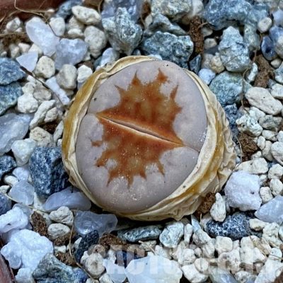 SH33134 Lithops julii ‘Hot Lips’