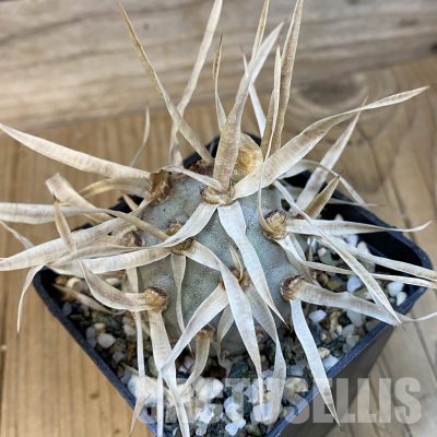 SH33072 Tephrocactus articulatus v. papyracanthus