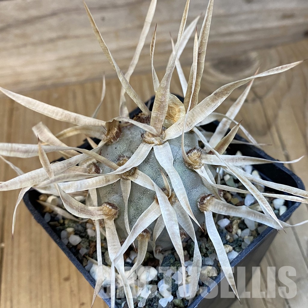 SH33072 Tephrocactus articulatus v. papyracanthus