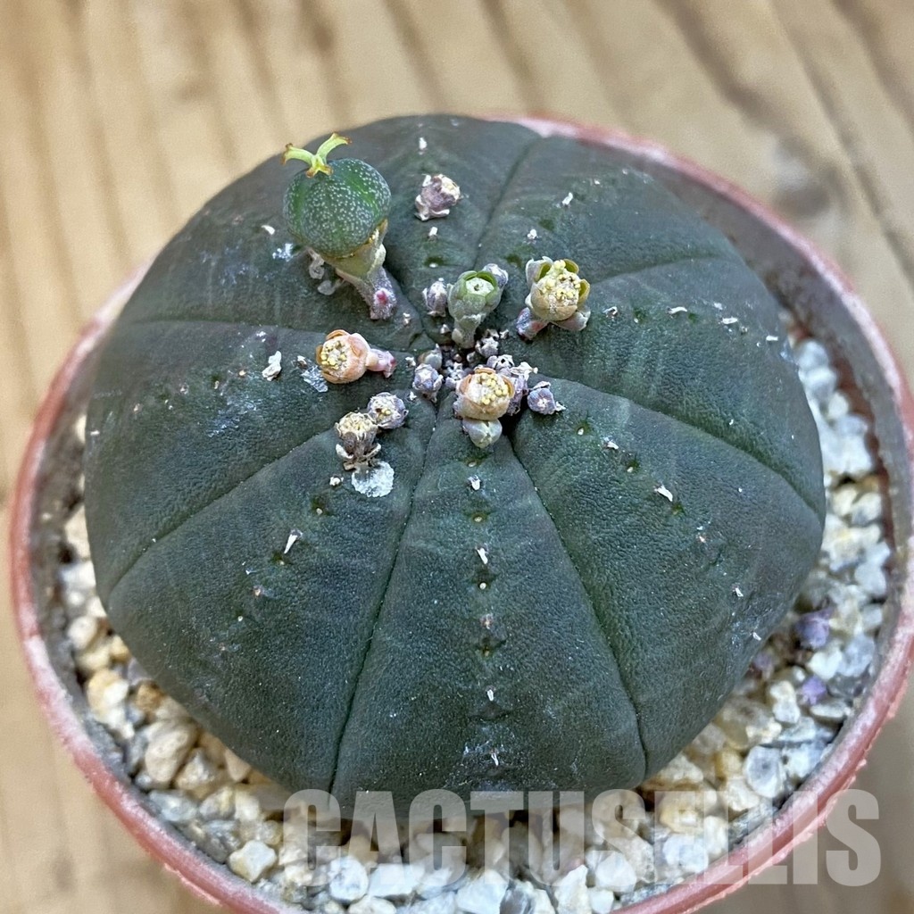 SET272 Euphorbia obesa ♀ ♂, 2 plants - Image 2