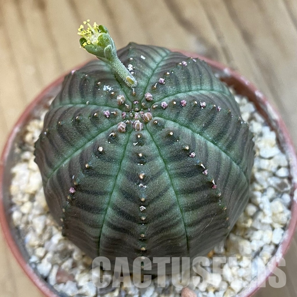 SET272 Euphorbia obesa ♀ ♂, 2 plants