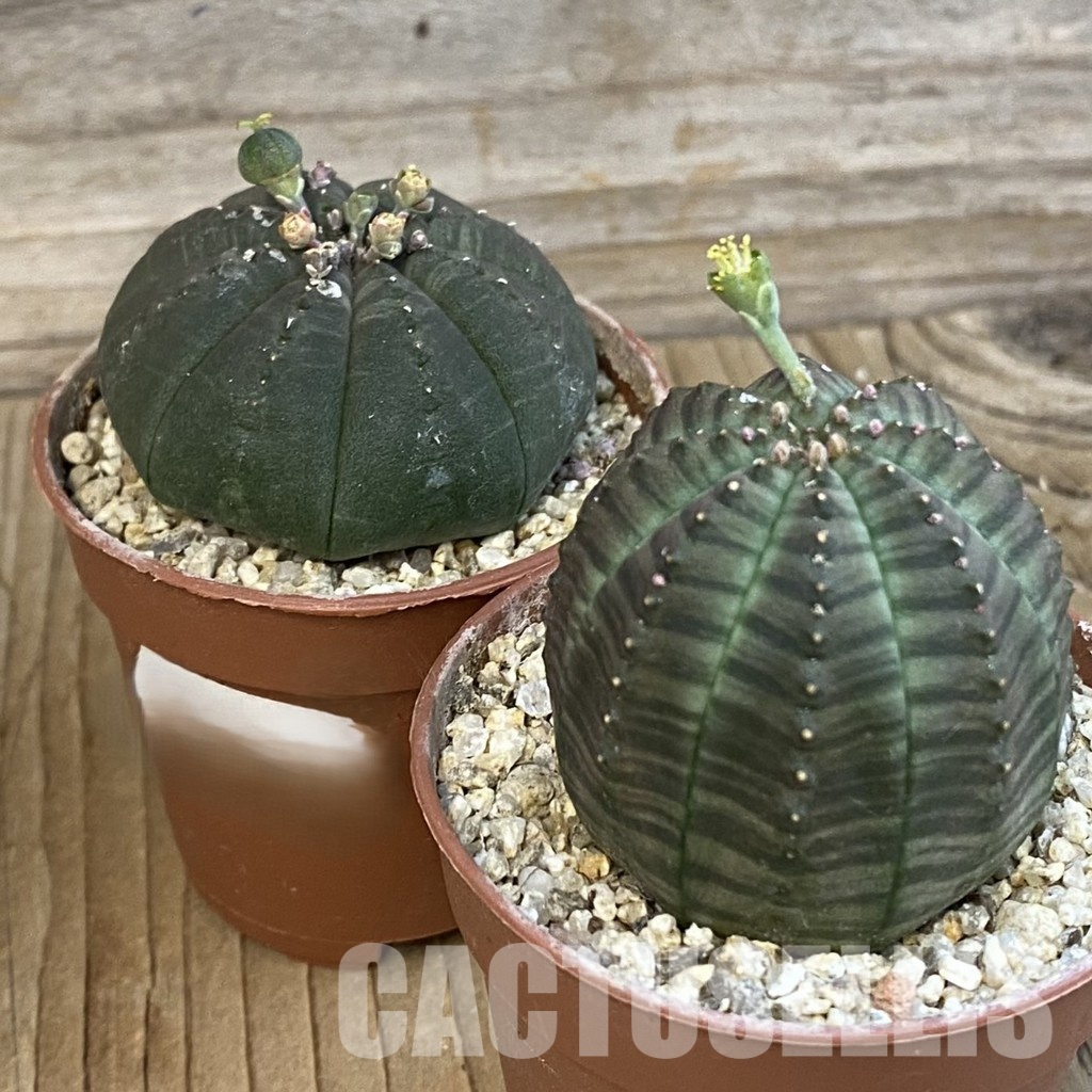 SET272 Euphorbia obesa ♀ ♂, 2 plants - Image 3