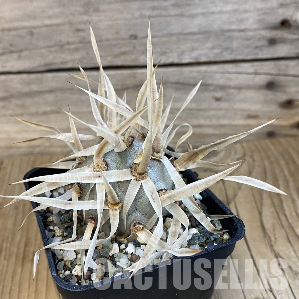 SH33072 Tephrocactus articulatus v. papyracanthus - Image 2