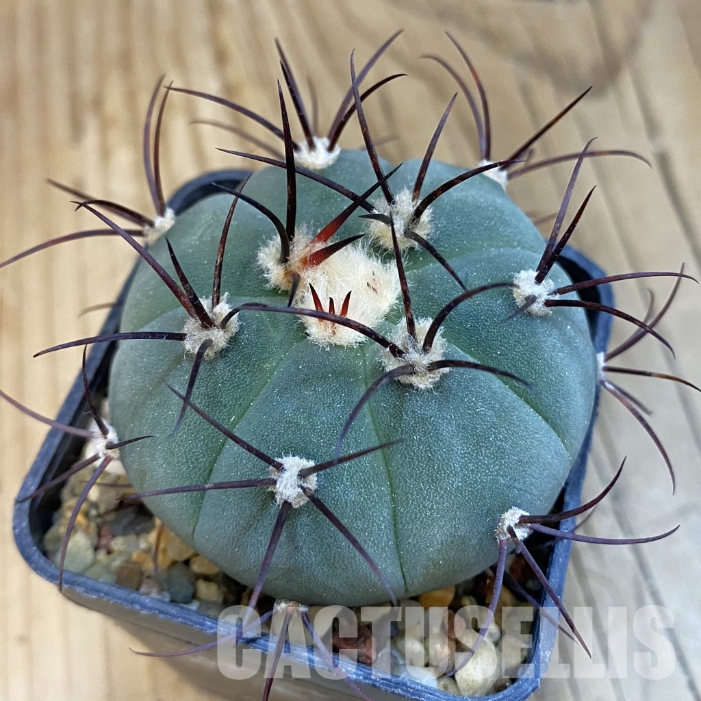 SH33074 Gymnocalycium cabreraense VOS 2122