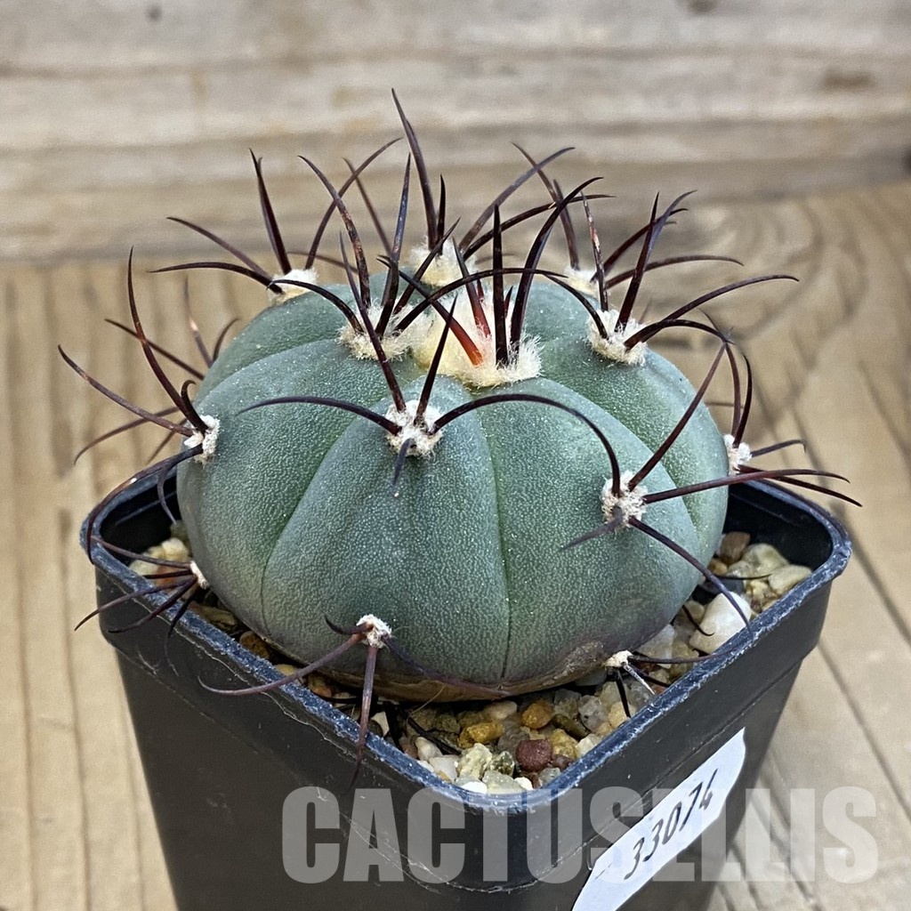 SH33074 Gymnocalycium cabreraense VOS 2122 - Image 2
