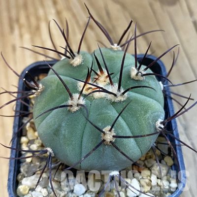 SH33075 Gymnocalycium cabreraense VOS 2122