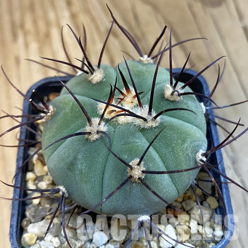 SH33075 Gymnocalycium cabreraense VOS 2122