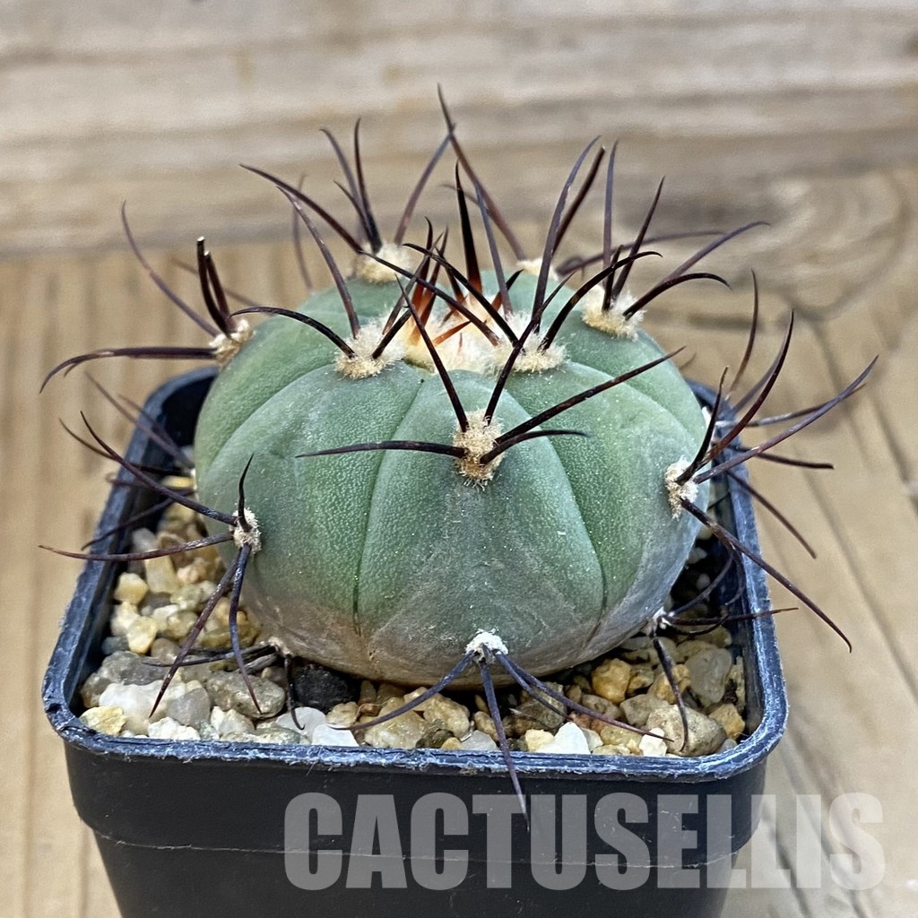 SH33075 Gymnocalycium cabreraense VOS 2122 - Image 2