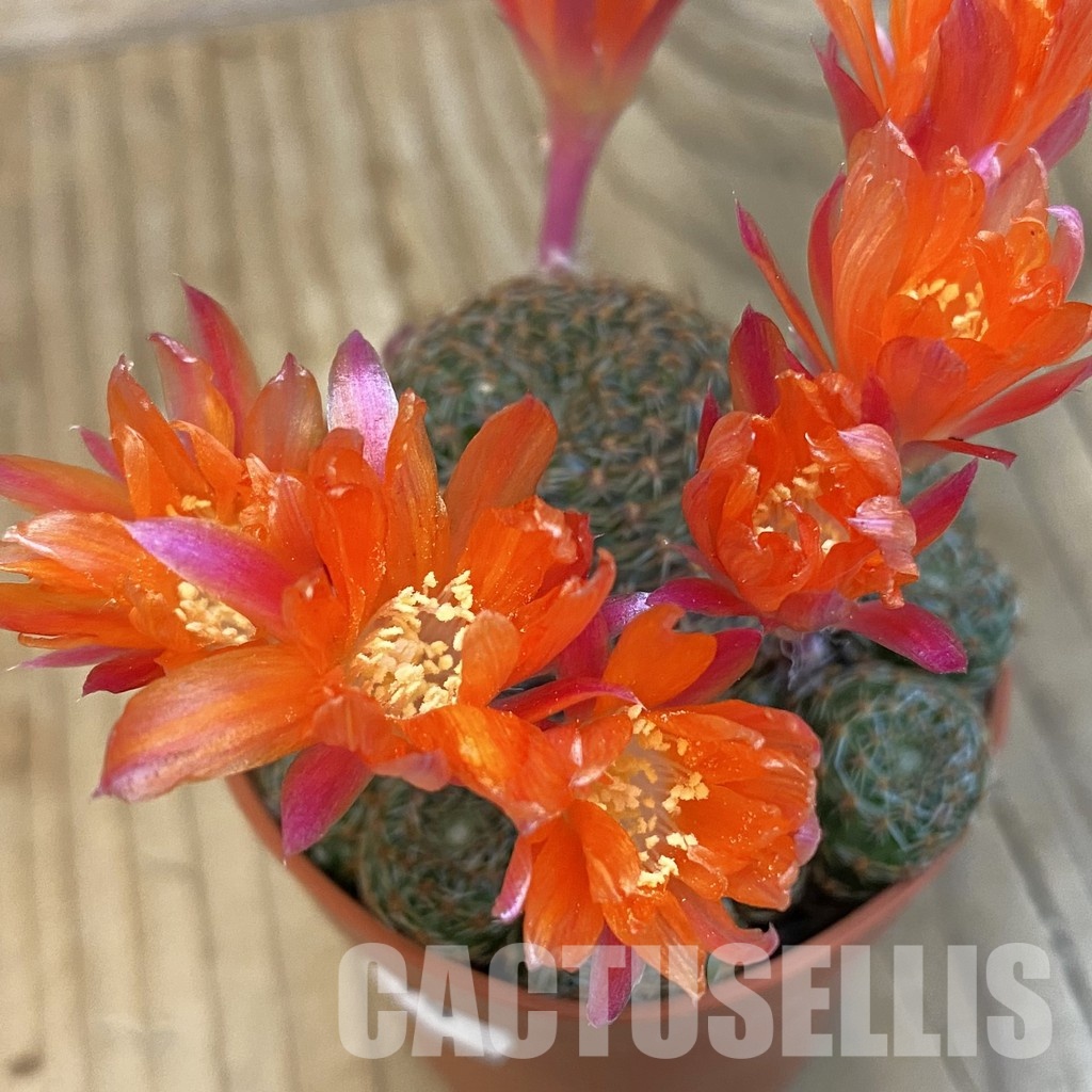 SH33076 Rebutia heliosa v. condorensis