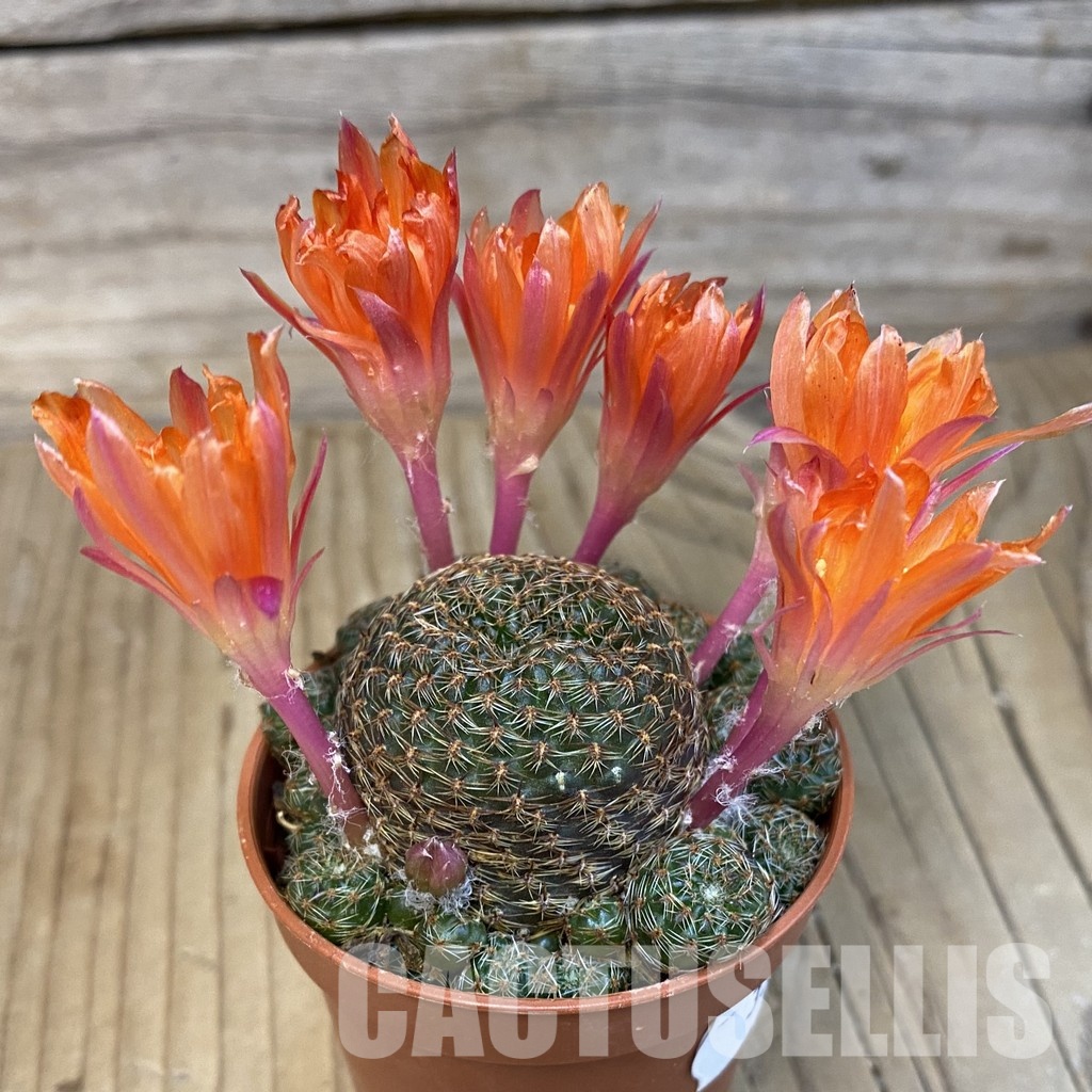 SH33076 Rebutia heliosa v. condorensis - Image 2