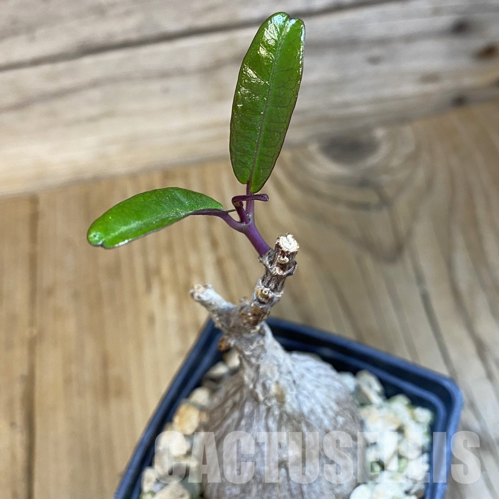SH33077 Petopentia natalensis