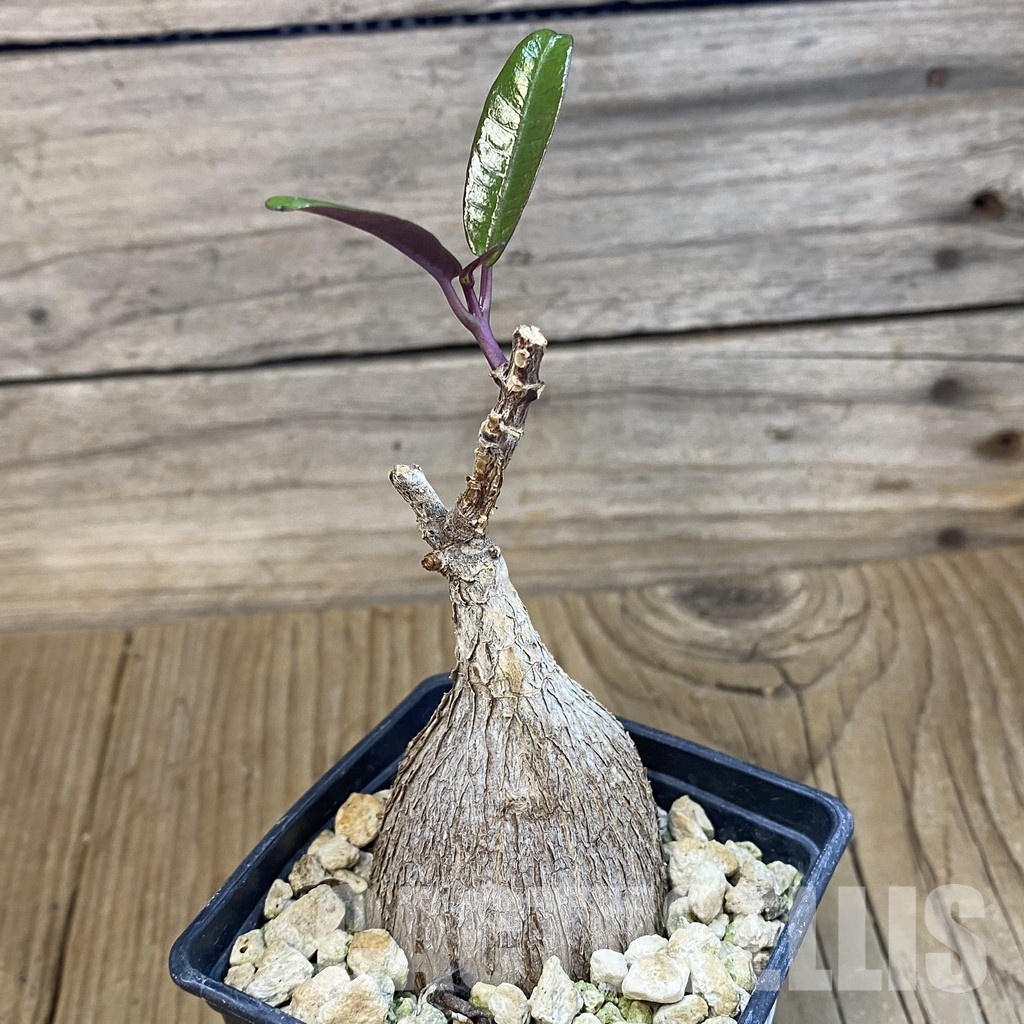 SH33077 Petopentia natalensis - Image 2