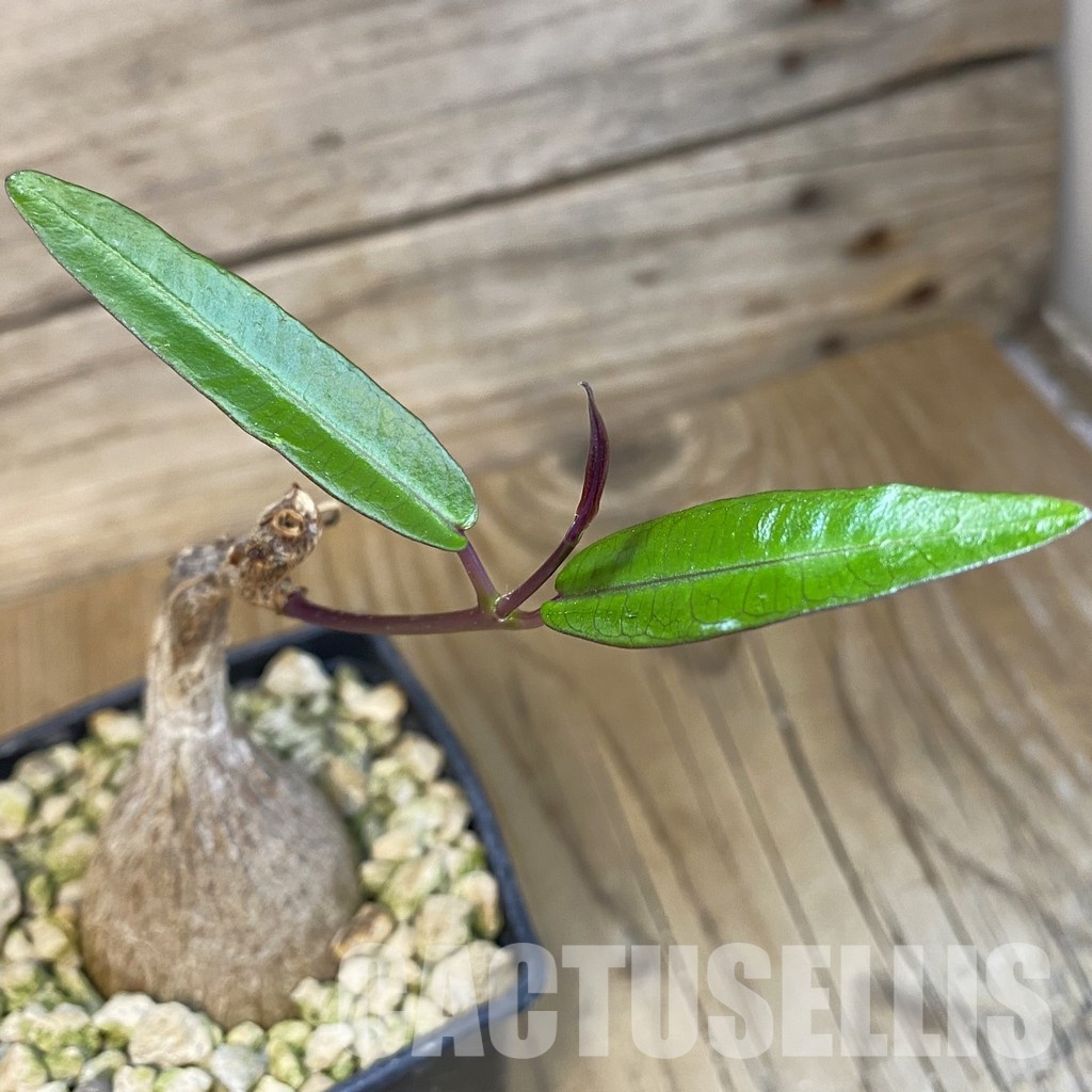 SH33078 Petopentia natalensis