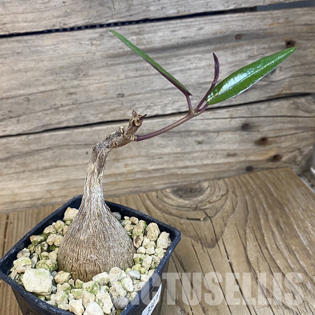 SH33078 Petopentia natalensis - Image 2