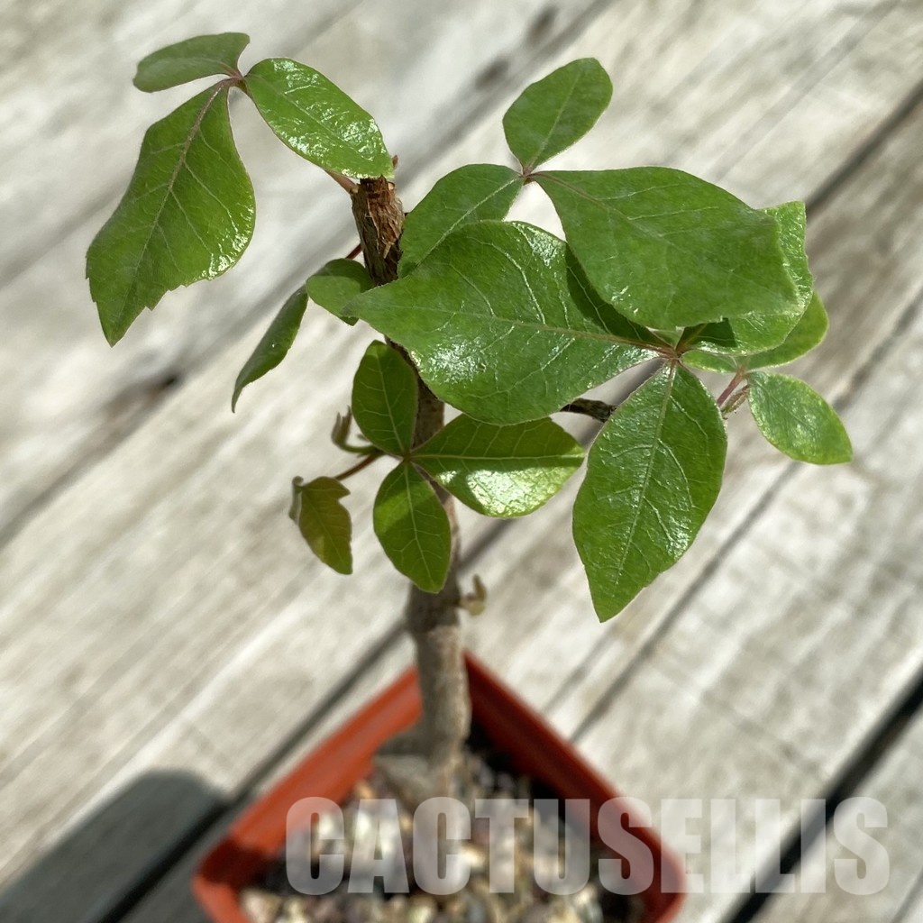 SH33079 Commiphora mildbraedii -Kibakwe-