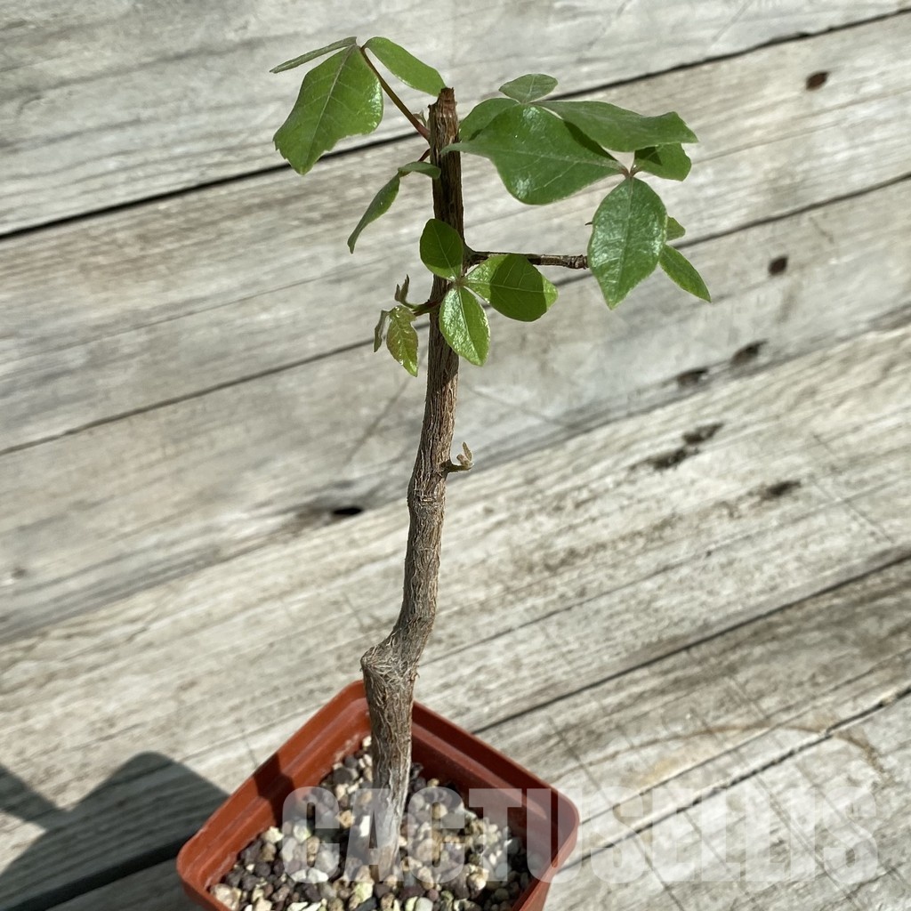 SH33079 Commiphora mildbraedii -Kibakwe- - Image 2
