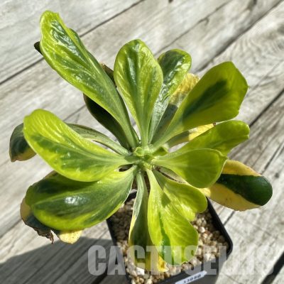 SH33080 Euphorbia poissonii f. variegata