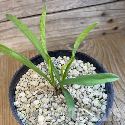 SH33081 Raphionacme aff. globosa