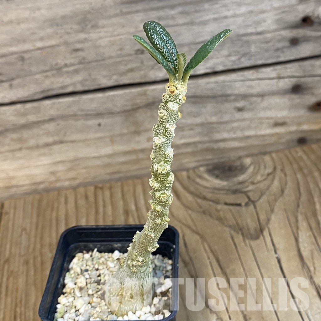 SH33082 Dorstenia gigas - Image 2