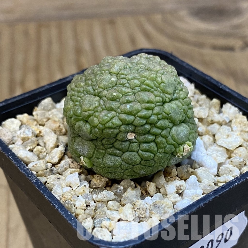 SH33090 Pseudolithos migiurtinus - Image 2