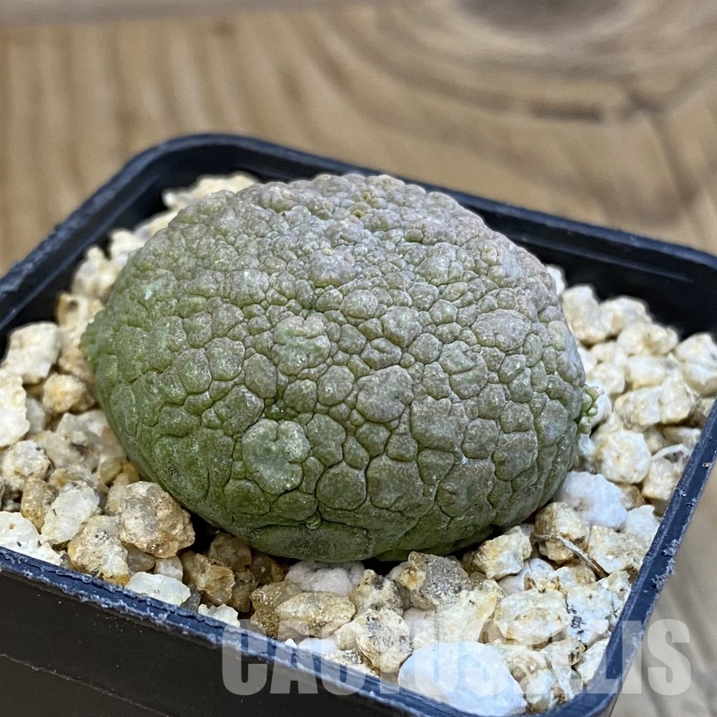 SH33091 Pseudolithos migiurtinus - Image 2