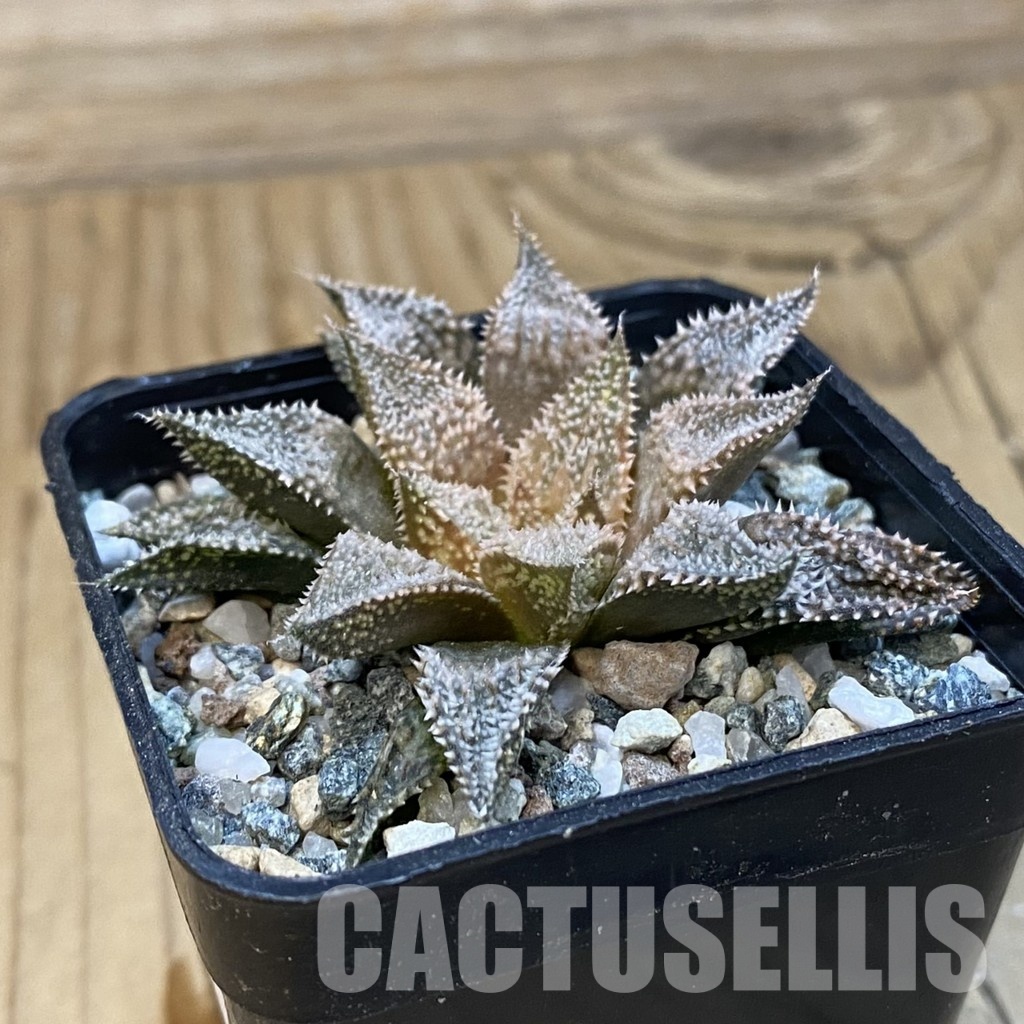 SH33093 Haworthia 'Hakuma' - Image 2
