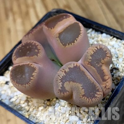 SH33181 Lithops aucampiae f. monstrosa