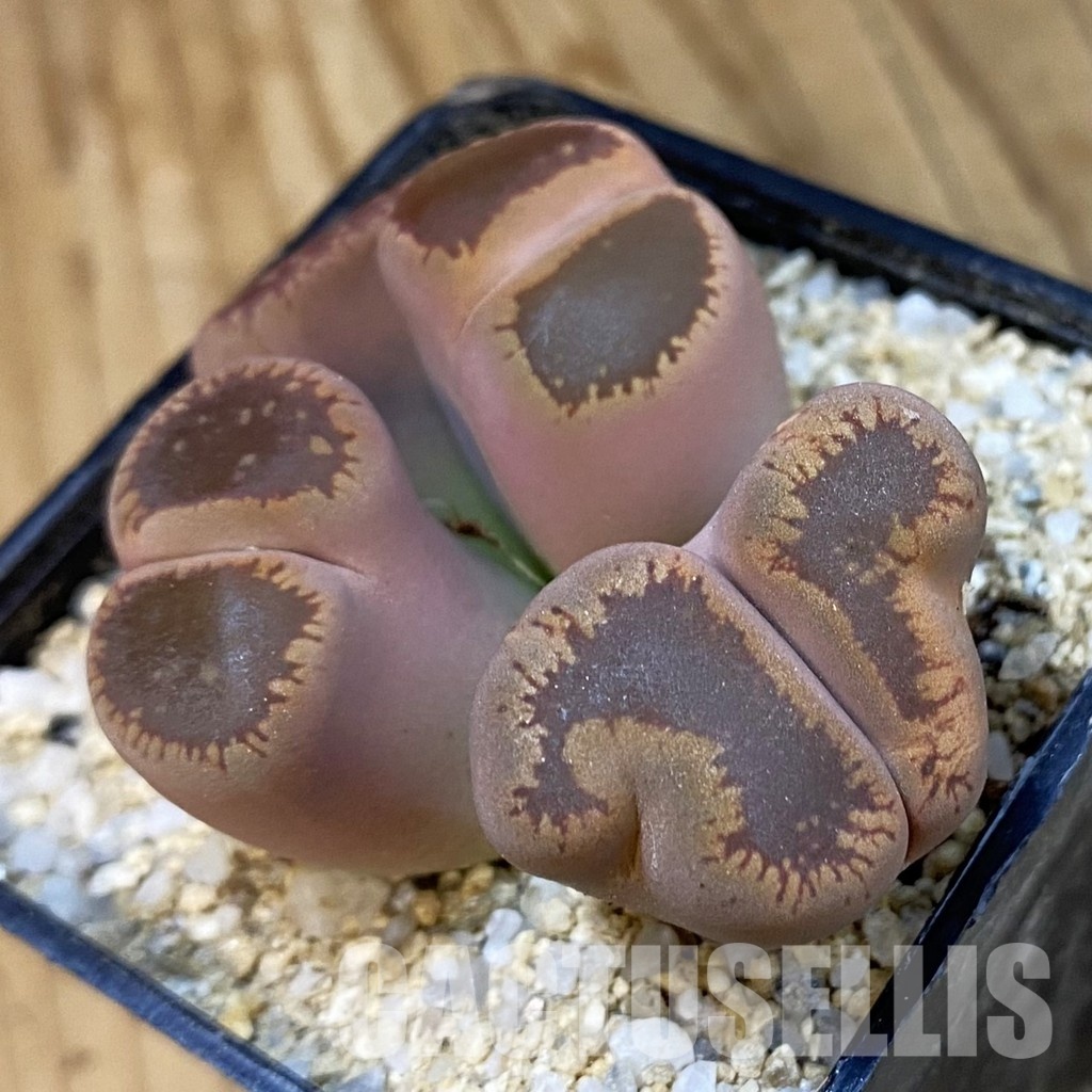 SH33181 Lithops aucampiae f. monstrosa
