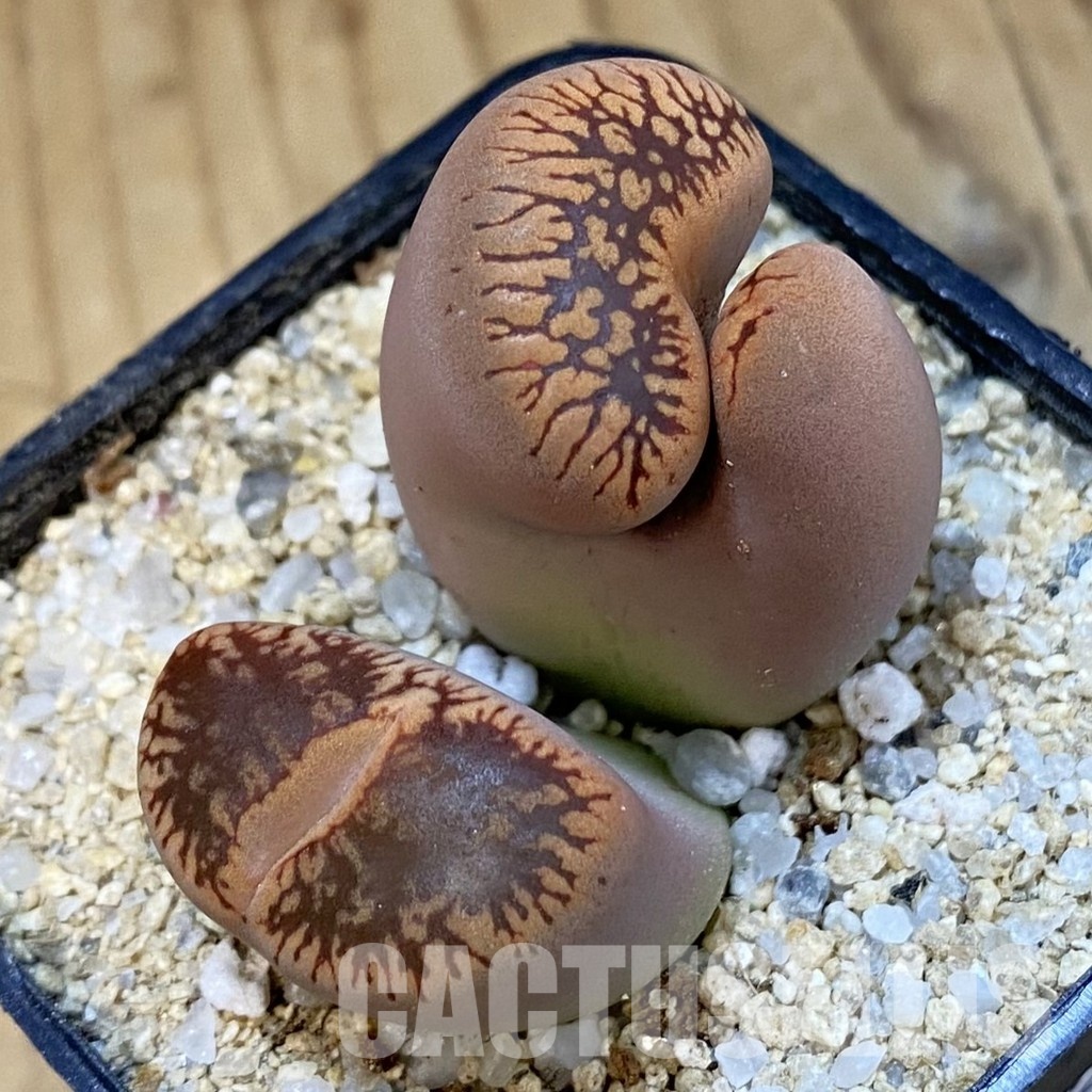 SH33182 Lithops aucampiae f. monstrosa