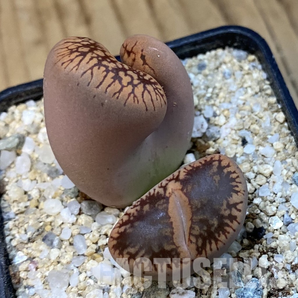 SH33182 Lithops aucampiae f. monstrosa - Image 2
