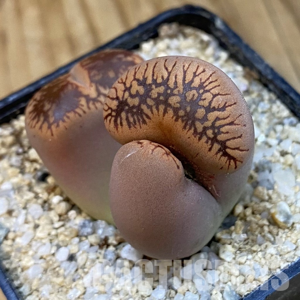 SH33182 Lithops aucampiae f. monstrosa - Image 3