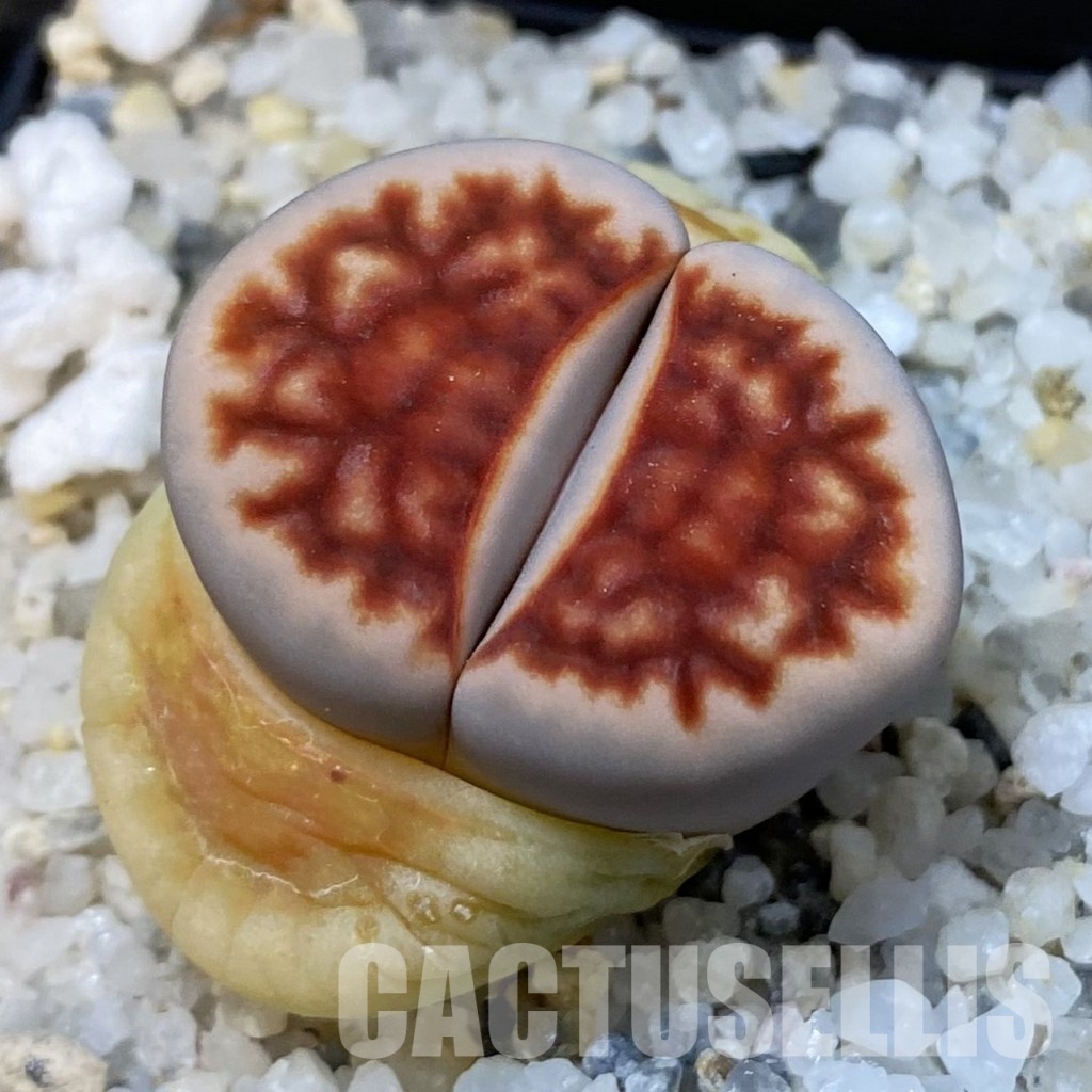 SH33183 Lithops karasmontana 'Top Red'