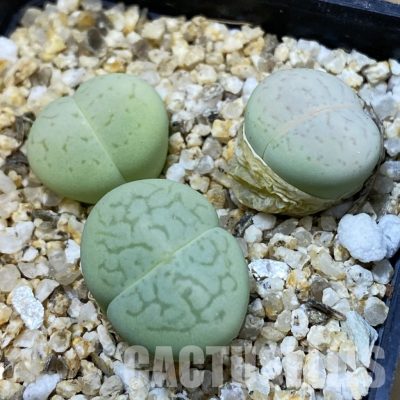 SH33185 Dinteranthus vanzylii 'Emerald'