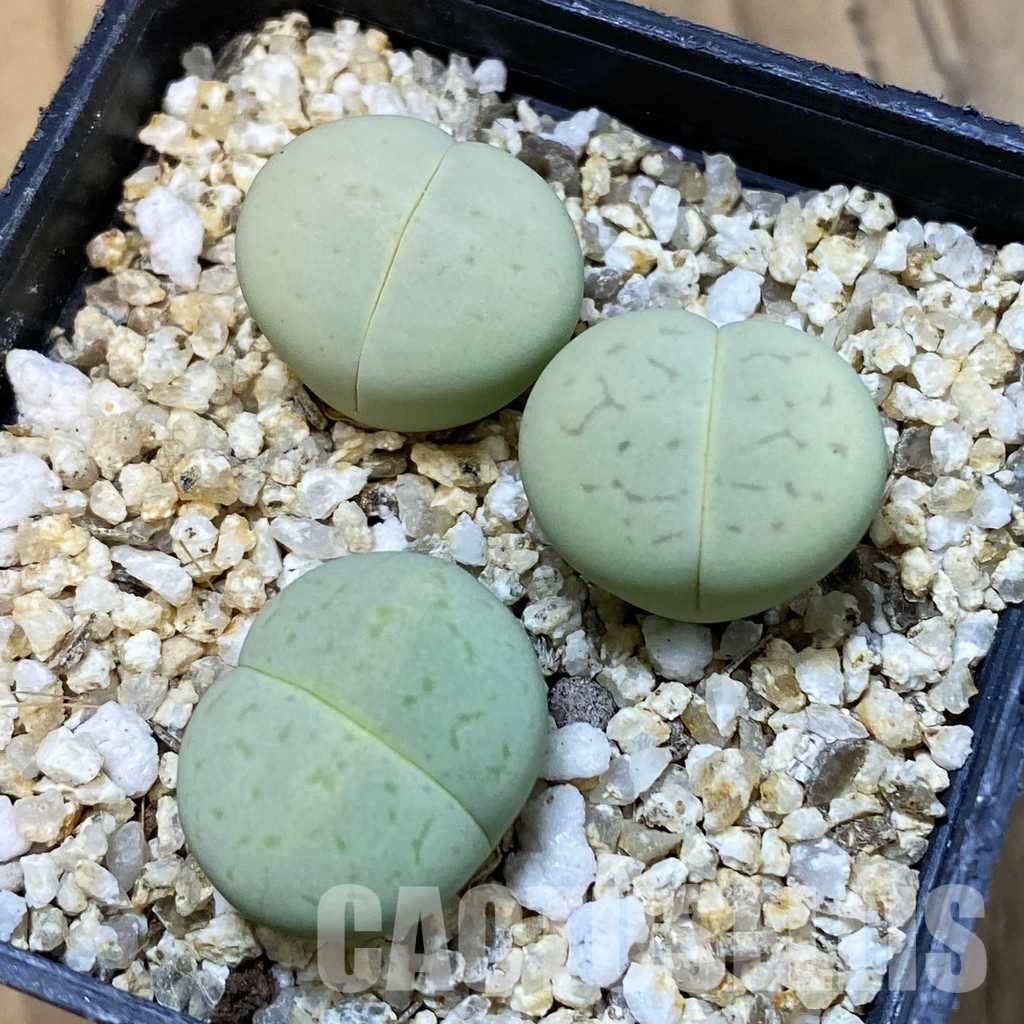 SH33186 Dinteranthus vanzylii 'Emerald'