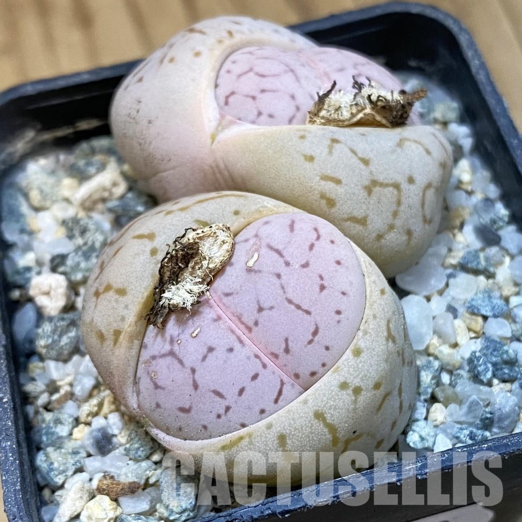 SH33188 Dinteranthus vanzylii - Image 2