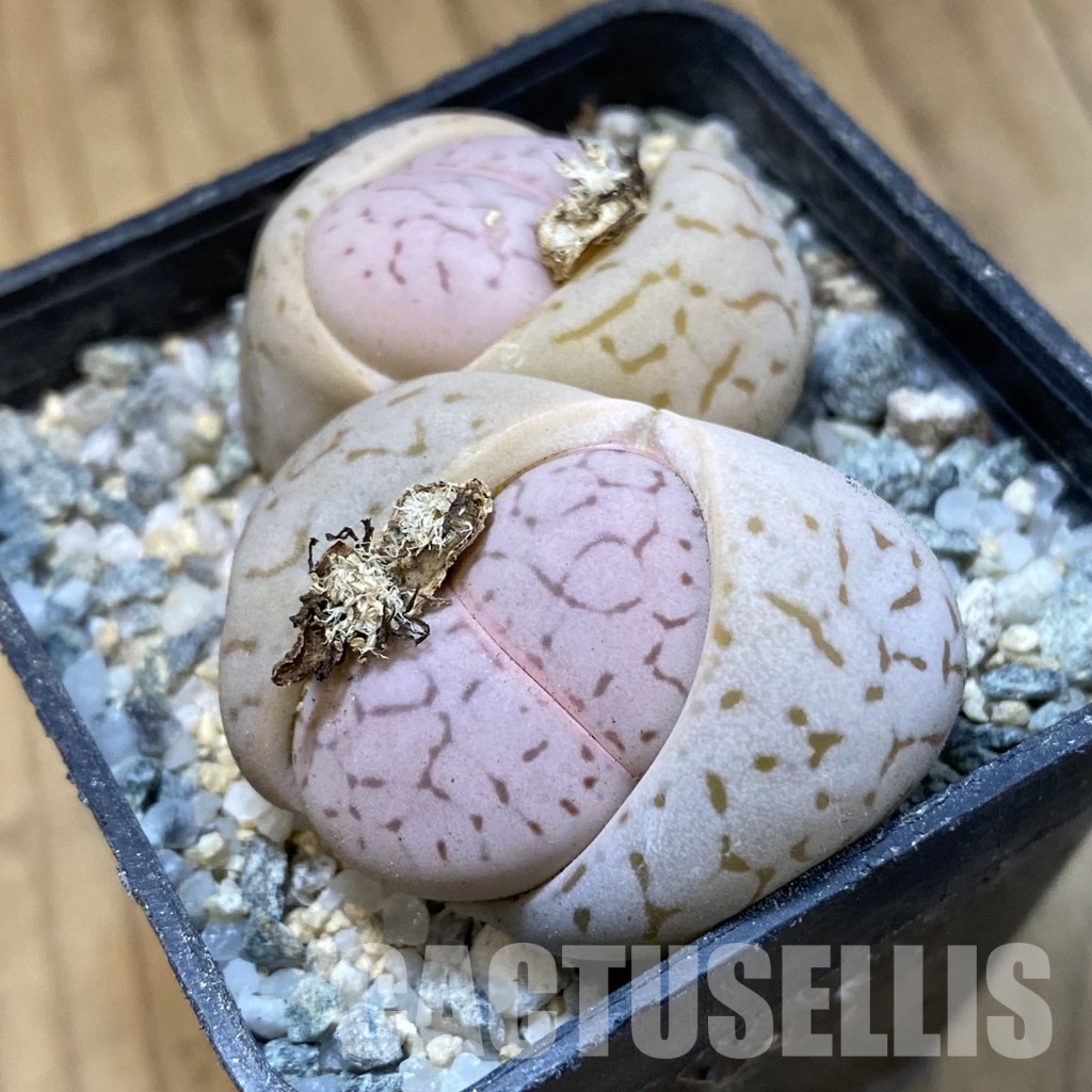 SH33188 Dinteranthus vanzylii