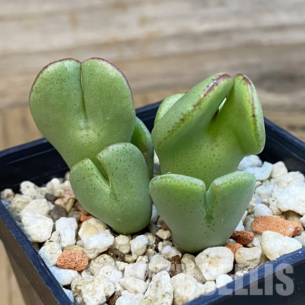 SH33189 Conophytum bilobum - Image 2